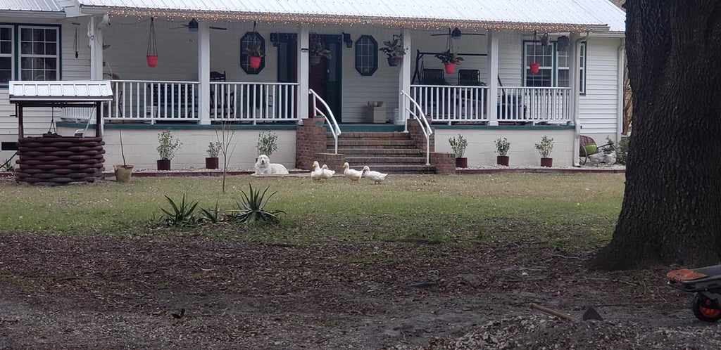 Farm Live in rehab # 5 paid off with tax deed profits